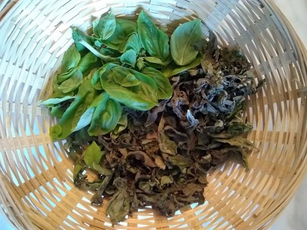 basket with freshly picked basil leaves and some dried basil leaves