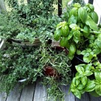 potted herbs on back porch all grown