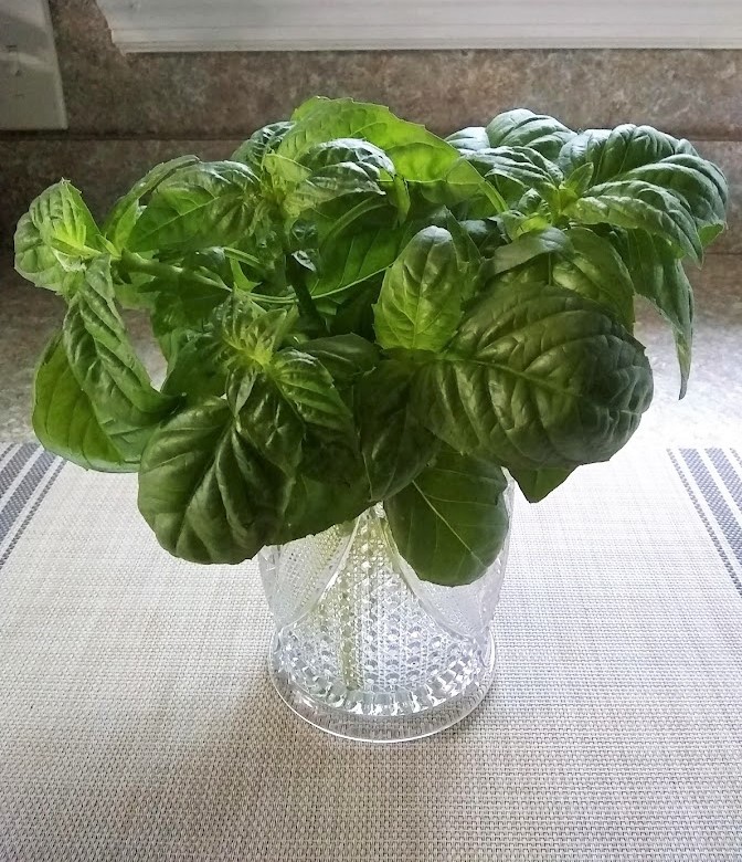 stems of fresh basil in a cut glass vase