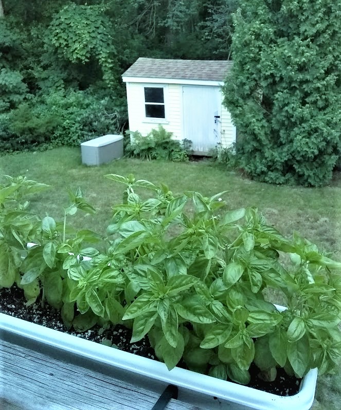 window box full of basil plants on back porch railing