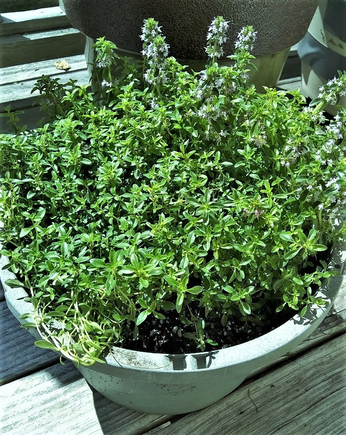 lemon thyme plant growing in pot