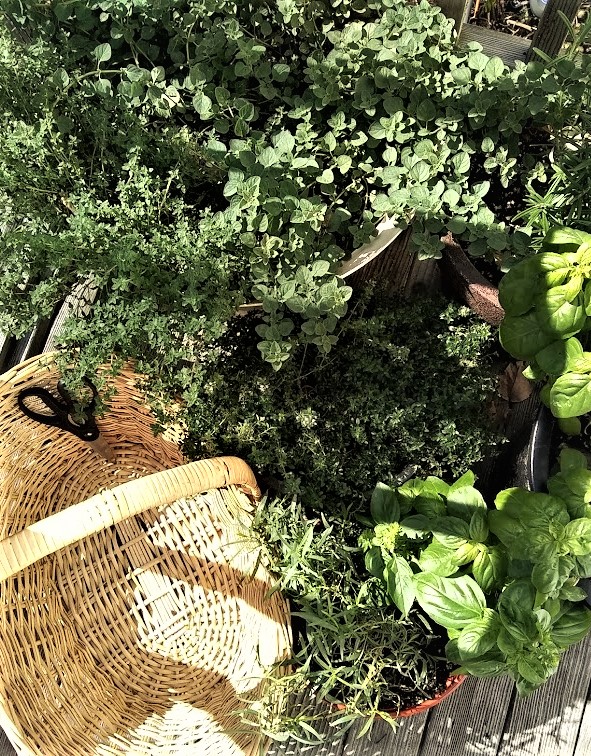 basket and kitchen shears on porch with potted herbs haircut day