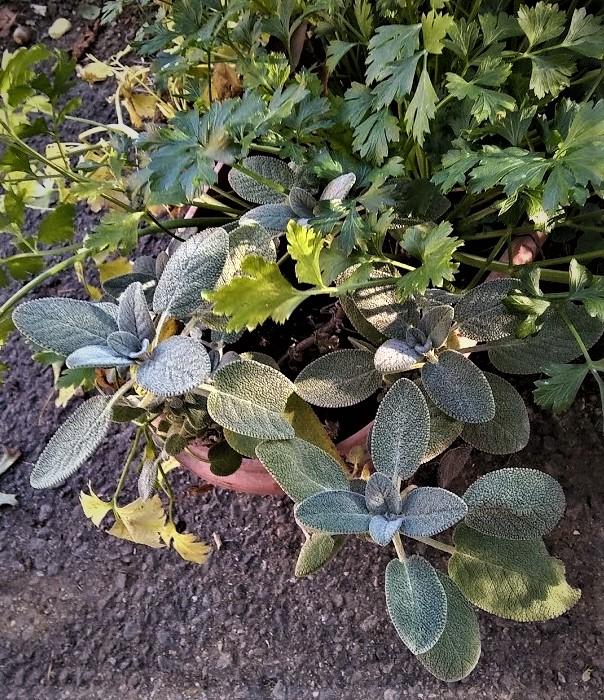 sage plant in pot in with parsley 