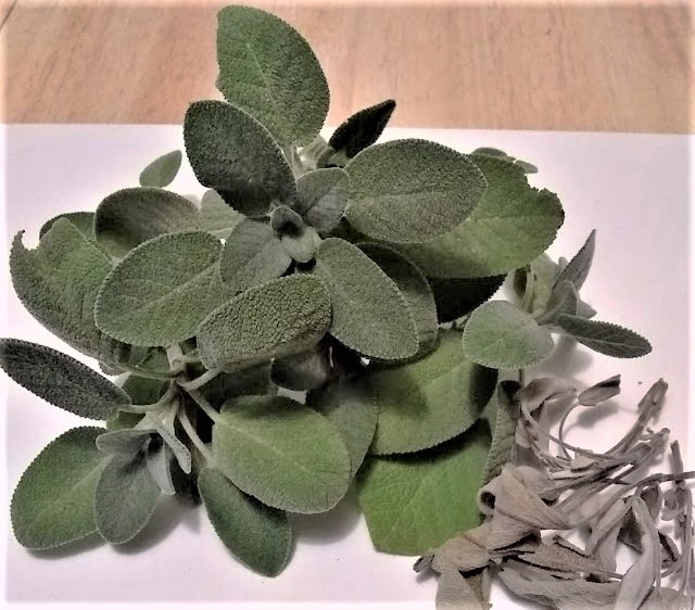 stems of fresh sage and stems of dried sage