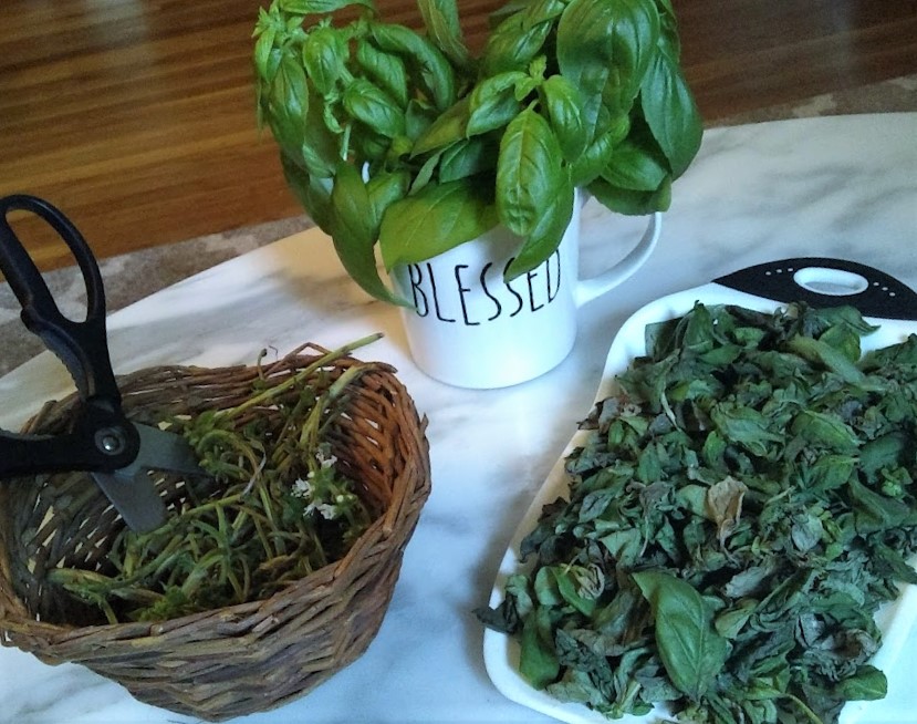 trimming basil leaves from stems