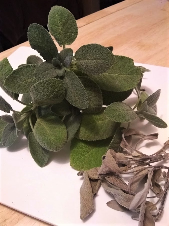 sprig of fresh sage leaves and sprig of dried sage leaves