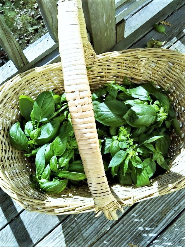 large basket half full of stems of basil